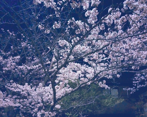 4月 夜桜.jpg