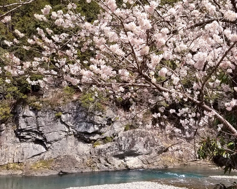 4月 川桜.jpg
